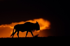 12_wildebeest-silhouette