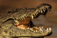 14_crocodile-jaws