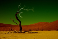19_The-Lightening-Tree