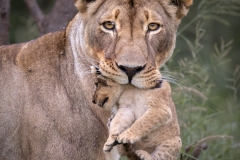 1_mom-with-cub