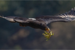20_vegetarian-eagle