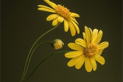 23_yellow-daisies-with-bud