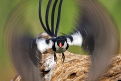 26_Pin-tail-take-off