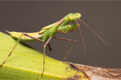 28_mantis-stare