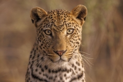 31_Inquisitive-Leopard