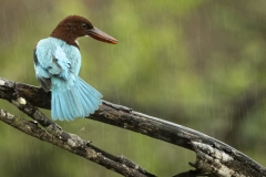 39_White-Throated-Kingfisher