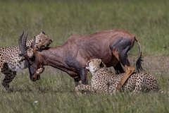 40_cheetah-take-down