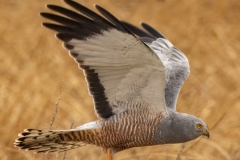 48_Cinereous-Harrier-with-Prey