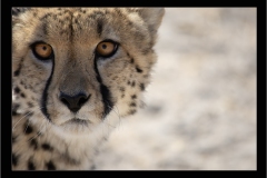 50_Cheetah-Portrait