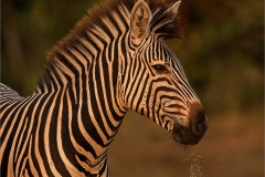 54_burchells-zebra-portrait
