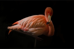 55_Flamingo