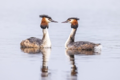 58_Great-Crested-Grebe