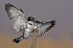 5_pied-landing-with-fish