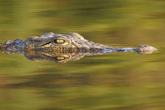 9_Crocodile-Reflection