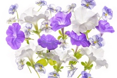 Petunias-and-Violas-Lesley-Bretherton-Highly-Commended-Open-A-Grade-PDI-Jul-2024