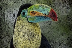 Toucan-Doodle-1-Geoff-Shaw-Commended-Open-A-Grade-PDI-Jul-2024