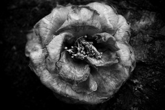 Cycle-of-Life-James-Mexias-Commended-Open-A-Grade-Print-Jul-2024