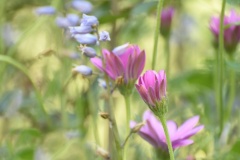 Ode-to-Monet-Rebecca-Polonski-Commended-Open-B-Grade-Print-Jul-2024