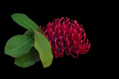 Big-Red-Rebecca-Polonski-Highly-Commended-Open-B-Grade-PDI-Jun-2024