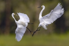 Fighting-Egrets-Kyffin-Lewis-Commended-Open-A-Grade-PDI-Jun-2024