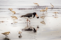 Ive-got-mine-Ken-Gosbell-Commended-Open-A-Grade-PDI-Jun-2024