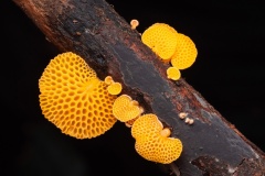 Orange-Pore-Fungi-Nicole-Andrews-Highly-Commended-Open-A-Grade-PDI-Jun-2024