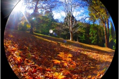 Autumn-Fisheye-Ian-Bock-Commended-Open-A-Grade-Print-Jun-2024