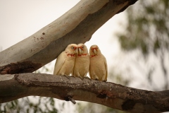 Youll-not-believe-what-Ive-heard-Rafael-Alton-Commended-Open-B-Grade-Print-Jun-2024