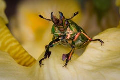 Beetle-Geoff-Shaw-Highly-Commended-Open-A-Grade-PDI-Mar-2024