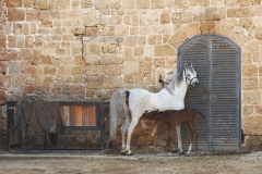 New-Mum-Rebecca-Polonski-Highly-Commended-Open-B-Grade-PDI-Mar-2024