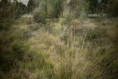 Rising-From-The-Grasses-Anne-Shellard-Highly-Commended-Open-A-Grade-PDI-Mar-2024
