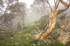 Snowgums-in-the-mist-Ken-Gosbell-Best-Set-Subject-A-Grade-PDI-Mar-2024