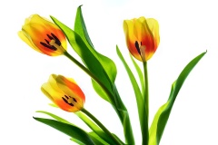 Tulips-Alison-Crea-Highly-Commended-Open-A-Grade-PDI-Mar-2024
