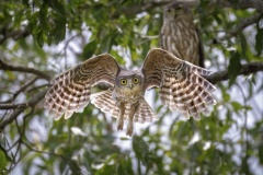 barking-Owl-in-flight-Kyffin-Lewis-Commended-Open-A-Grade-PDI-Mar-2024