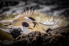 Dinner-time-Annette-Donald-Commended-Open-A-Grade-PDI-May-2024