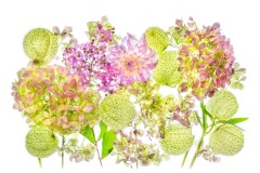 Hydrangea-Crepe-Mrytle-Dahlia-and-Swan-Flower-Lesley-Bretherton-Highly-Commended-Open-A-Grade-PDI-May-2024