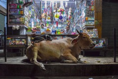 Indian-Friendship-Adelaide-Bernard-Commended-Set-Subject-B-Grade-PDI-May-2024