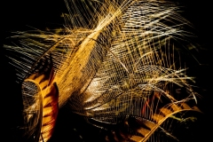 Lyre-Alan-Donald-Highly-Commended-Open-A-Grade-PDI-May-2024