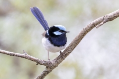 Superb-Phil-Marley-Highly-Commended-Open-A-Grade-PDI-May-2024