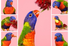 A-Day-in-the-Life-of-Skittles-Jess-Holmes-Highly-Commended-Open-A-Grade-Print-May-2024