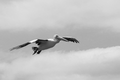 Pelican-in-Flight-Mark-Devaraj-Commended-Open-A-Grade-Print-May-2024