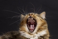 ROAR-Suzanne-Martin-Best-Open-A-Grade-Print-May-2024