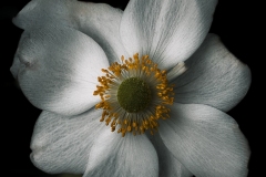 Sometimes-small-amount-of-light-is-enough-to-shine-Jo-Kneebone-Best-Open-B-Grade-Print-May-2024