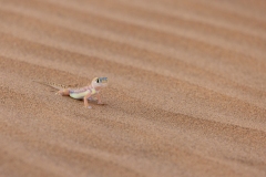 PDI-Nature-S01-HC-Anne-Shellard-Namibian-Desert-Gecko-10135