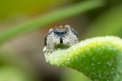 PDI-Nature-S01-HC-Frances-Egan-Maratus-Speciosus-10496