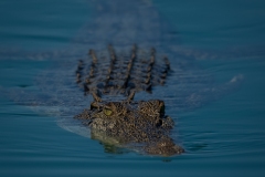 PDI-Nature-S01-HC-Graeme-Diggle-Crocodile-in-the-Kimberleys-10415