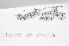 Print-Monochrome-S01-HC-Lesley-Bretherton-Winter-orchard-10418