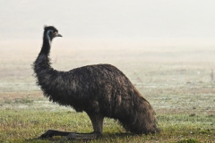 Print-Nature-S02-Best-Rebecca-Polonski-Emu-in-Mist-10205