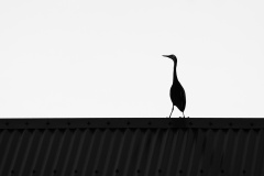 Bird-on-a-rooftop-Leigh-Dyer-Highly-Commended-Set-Subject-B-Grade-PDI-Oct-2024