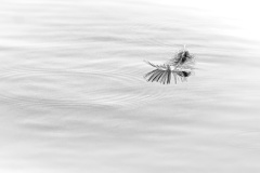 Floating-feather-Ken-Gosbell-Commended-Set-Subject-A-Grade-PDI-Oct-2024